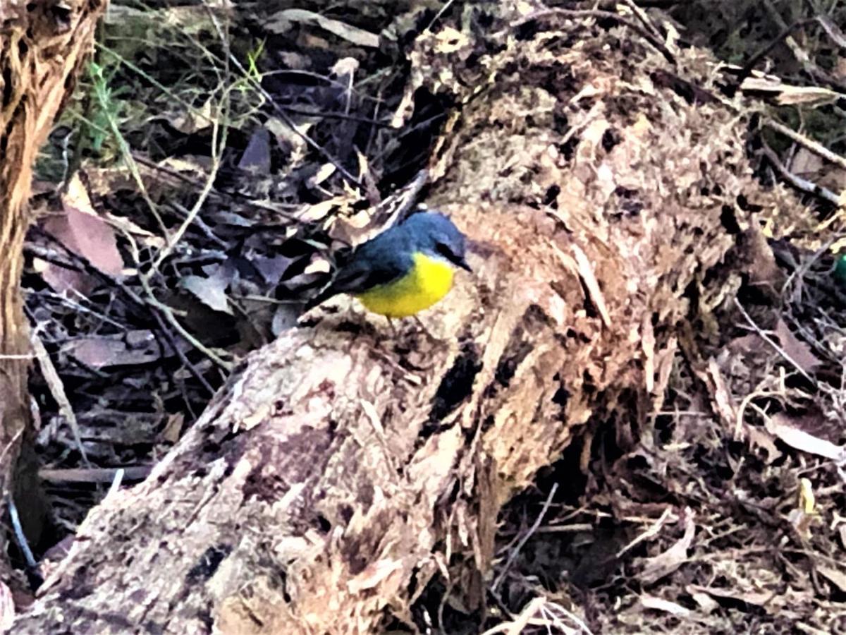 Countryside Retreat Romantic Tranquil Native Wildlife Township Hepburn - Daylesford Hepburn Springs Extérieur photo
