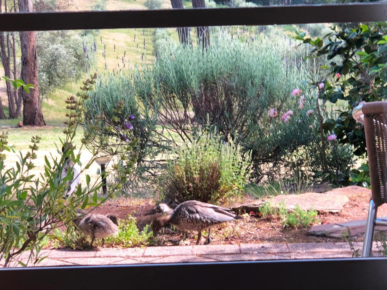 Countryside Retreat Romantic Tranquil Native Wildlife Township Hepburn - Daylesford Hepburn Springs Extérieur photo